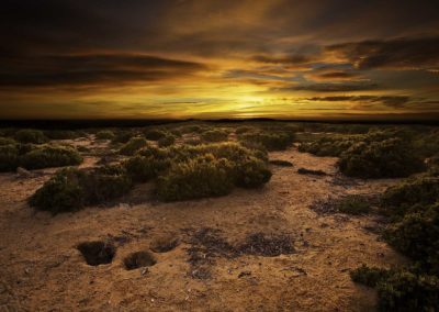 Shearwater burrows at sunset - Althorpe island, South Australia