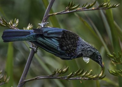 The Tui Bird (New Zealand)