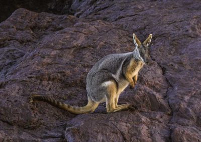 Yellow-footed Rock Wallaby (South Australia)
