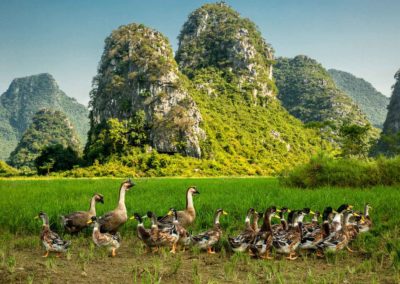 Ducks and geese in Guilin